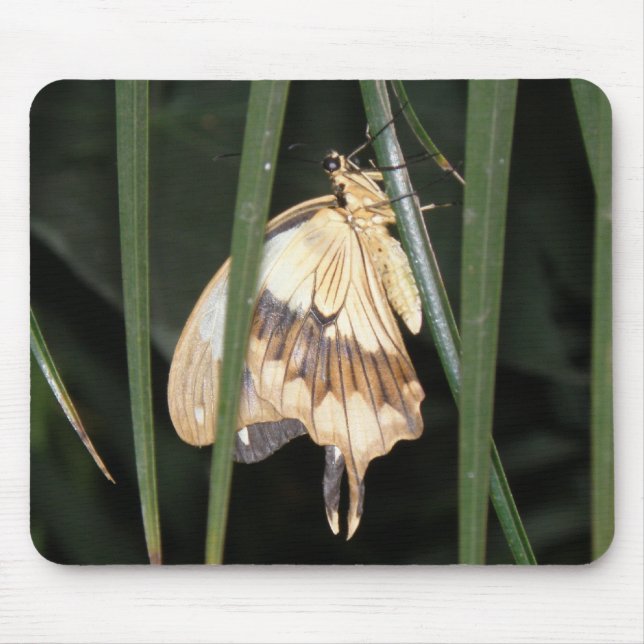 Gorgeous Moth Mousepad (Front)