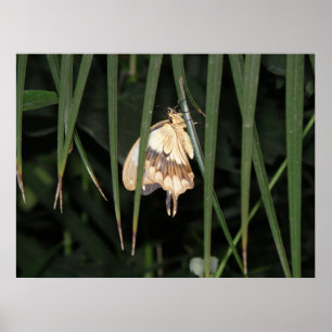 Gorgeous Moth Print