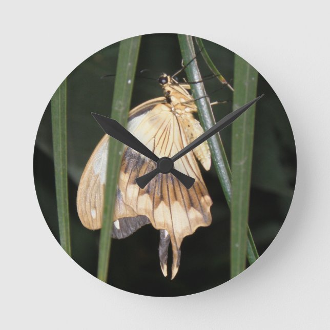 Gorgeous Moth Wall Clock (Front)