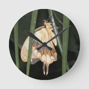 Gorgeous Moth Wall Clock