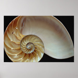 Gorgeous Nautilus shell Poster