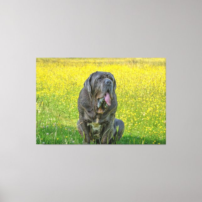 Gorgeous Neapolitan Mastiff  Canvas Print (Front)