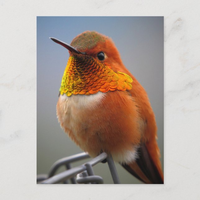 Gorgeous Orange Hummingbird Postcard (Front)