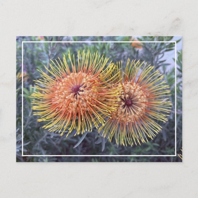 Gorgeous Orange & Yellow Proteas Floral Postcard (Front)