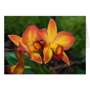 Gorgeous Orange Yellow Rhyncattleanthe Orchid
