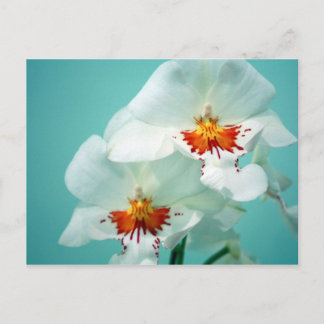 Gorgeous Orchids Postcard