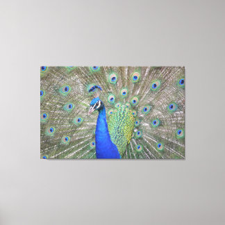 Gorgeous Peacock Canvas Print