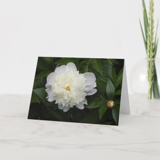 Gorgeous Peony Flower Photograph  Card (Front)