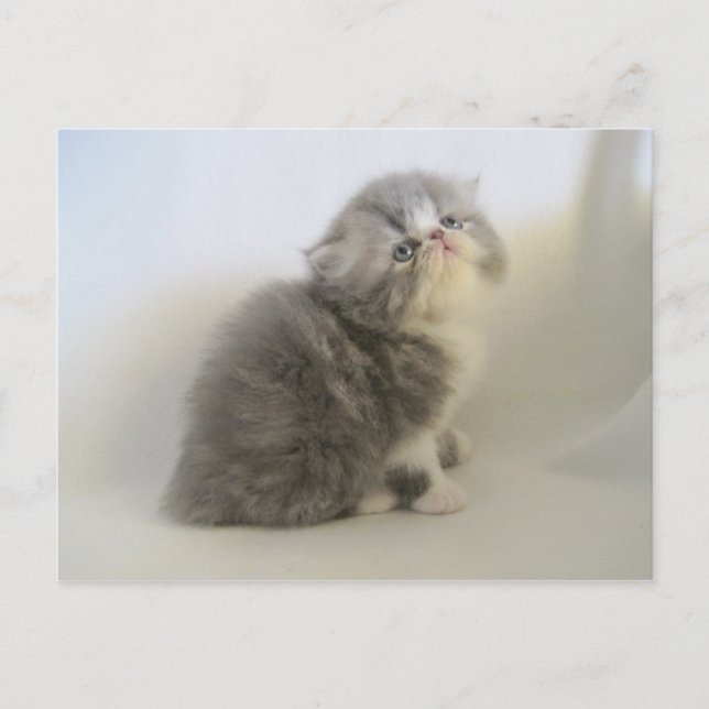 Gorgeous Persian kitty postcard (Front)