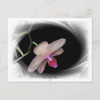 Gorgeous Petals 11 Postcard