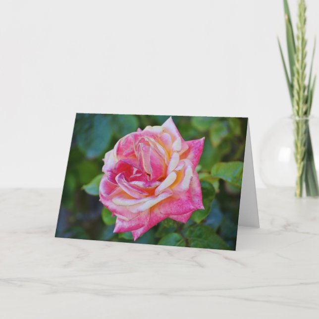 Gorgeous Pink Cream Rose Bloom Note Card (Front)