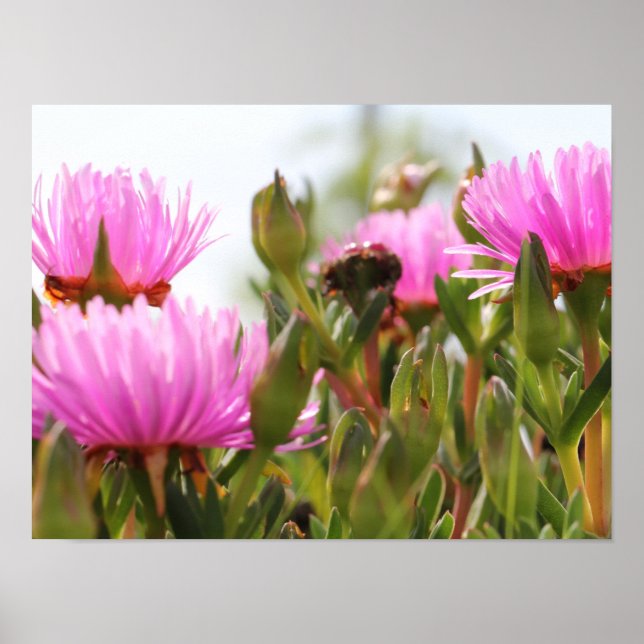 Gorgeous Pink Flowers A3 Poster (Front)