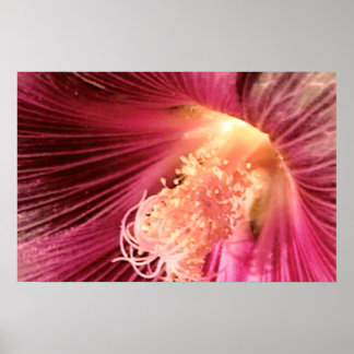 Gorgeous Pink Holly Hock Flower Poster