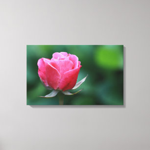 Gorgeous Pink / Red Rose Stretched Canvas Print