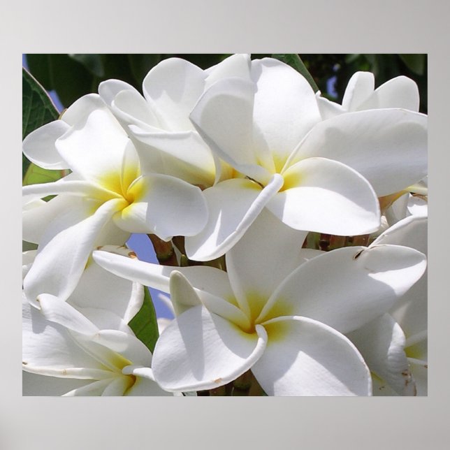Gorgeous Plumeria Poster (Front)