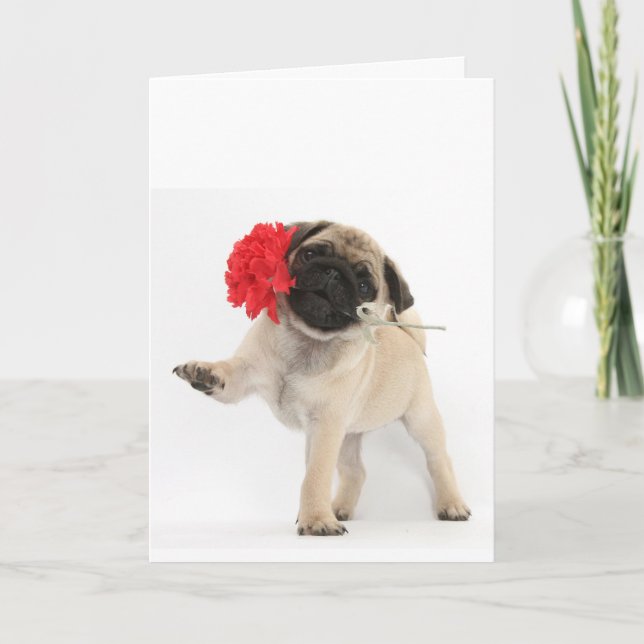 Gorgeous Pug Puppy with Red Carnation Holiday Card (Front)
