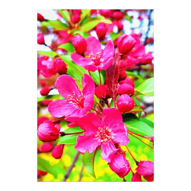 Gorgeous Red Barron Crabapple Photo Print (Front)