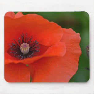 Gorgeous Red Poppy Mouse Pad