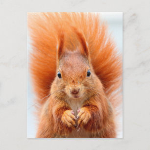 Gorgeous Red Squirrel Postcard