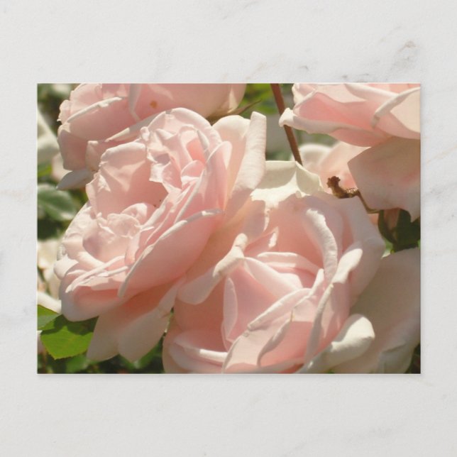 Gorgeous Roses Postcard (Front)