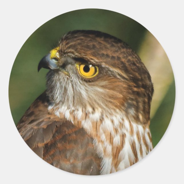 Gorgeous Sharp-Shinned Hawk Comes A-Callin' Classic Round Sticker (Front)