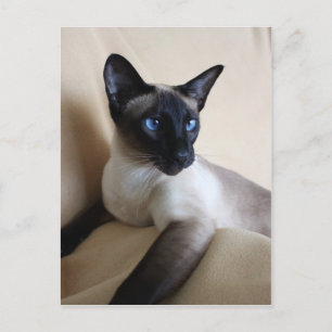 Gorgeous Siamese Cat Face Postcard