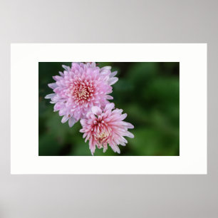 Gorgeous Soft Pink Flowers Poster