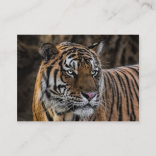Gorgeous Tiger Sleek Wildcat Face Business Card
