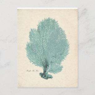 Gorgeous Turquoise/Aqua Pacific Sea Fan Postcard