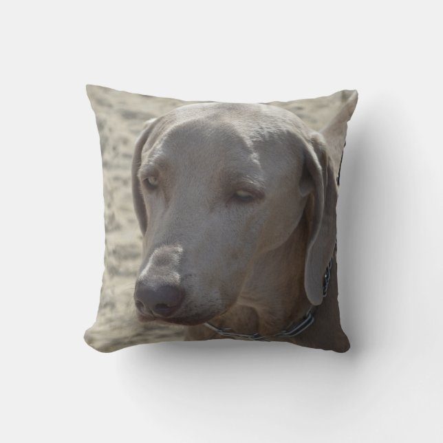 Gorgeous Weimaraner Cushion (Front)