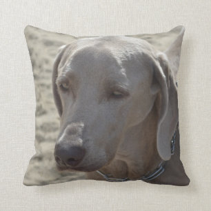 Gorgeous Weimaraner Cushion