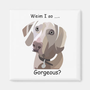 Gorgeous Weimaraner magnet