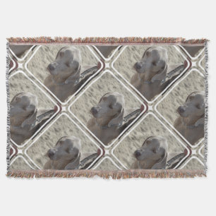 Gorgeous Weimaraner Throw Blanket