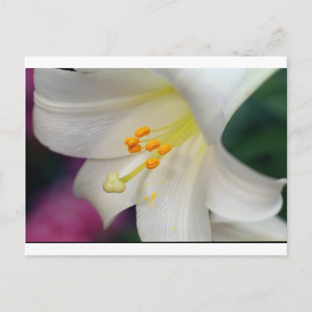 Gorgeous While Lily Postcard (Front)