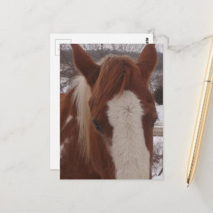 Gorgeous Winter Paint Horse Mare Postcard