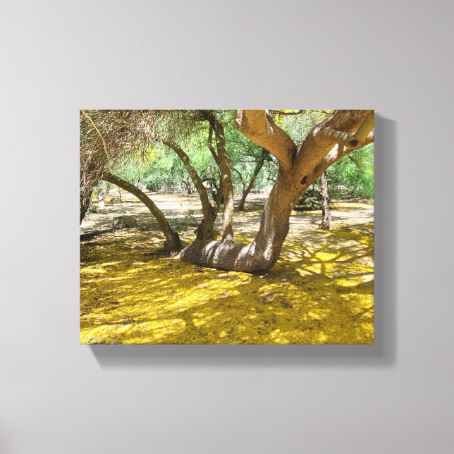 Gorgeous Yellow Palo Verde Tree Canvas Print (Front)