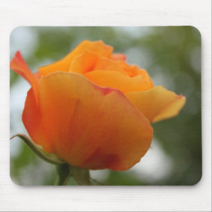 Gorgeous yellow rose flower photography. mouse pad