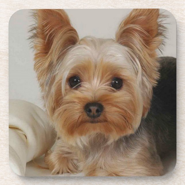 Gorgeous Yorkshire Terrier Coaster (Front)
