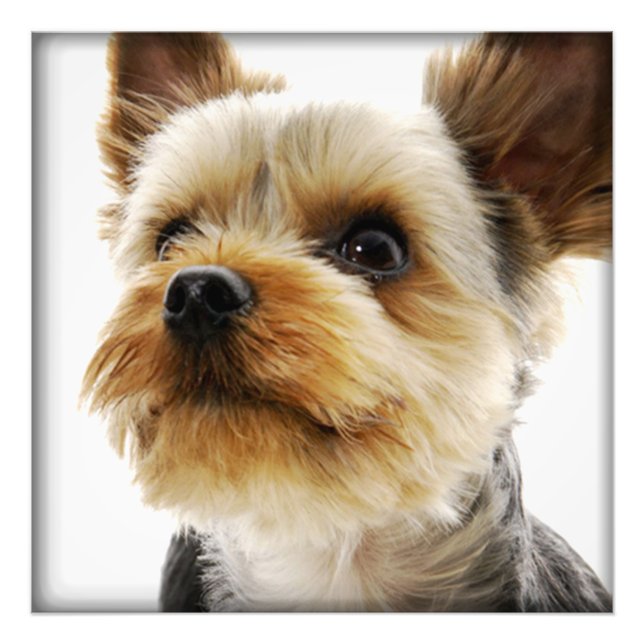 Gorgeous Yorkshire Terrier Photo Print (Front)