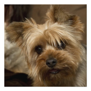 Gorgeous Yorkshire Terrier Photo Print