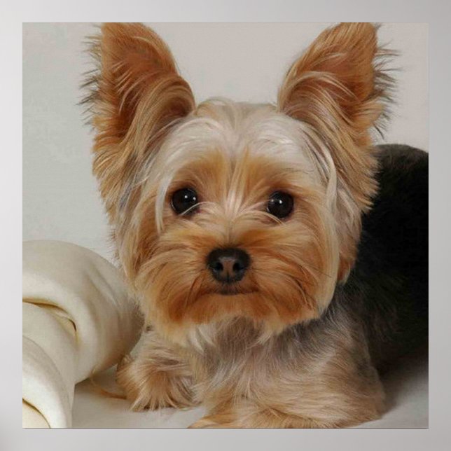 Gorgeous Yorkshire Terrier Poster (Front)