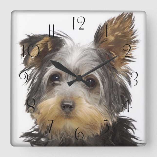 Gorgeous Yorkshire Terrier Square Wall Clock (Front)