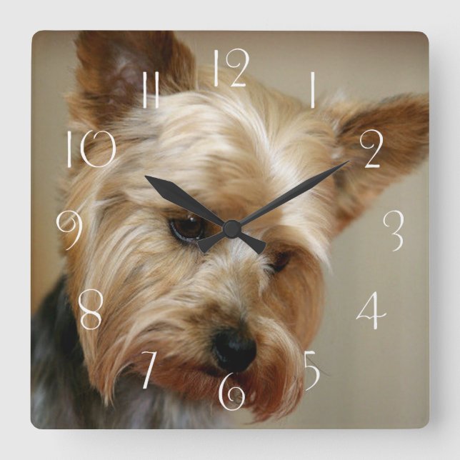 Gorgeous Yorkshire Terrier Square Wall Clock (Front)