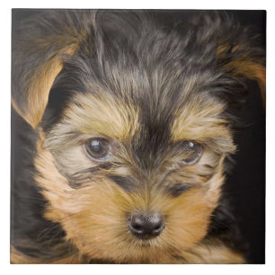 Gorgeous Yorkshire Terrier Tile