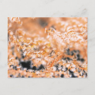 Gorgonian coral 2 postcard