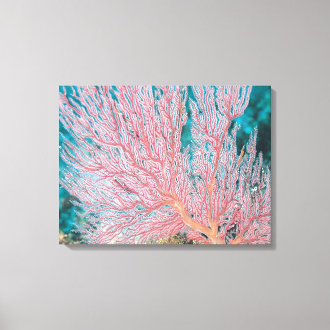 Gorgonian coral 3 canvas print (Front)