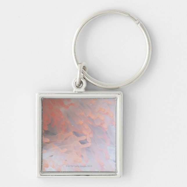 Gorgonian coral 4 key ring (Front)