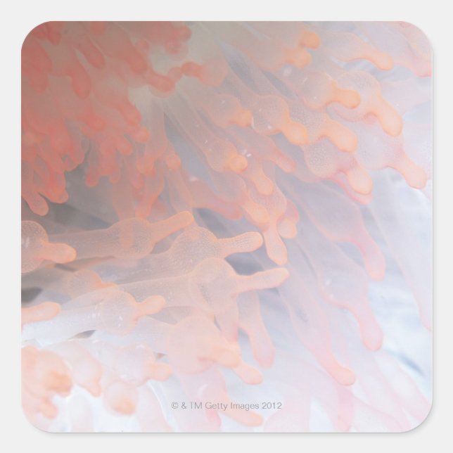 Gorgonian coral 4 square sticker (Front)
