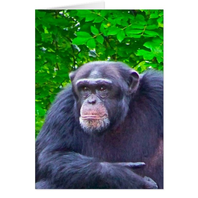 Gorilla (Front)