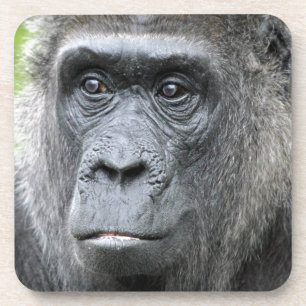 Gorilla 004 coaster